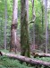 Stužický prales.jpg
